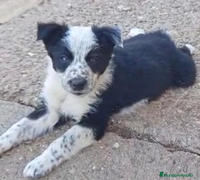 Border Collie perros Preciosos border collie - Anuncio 1