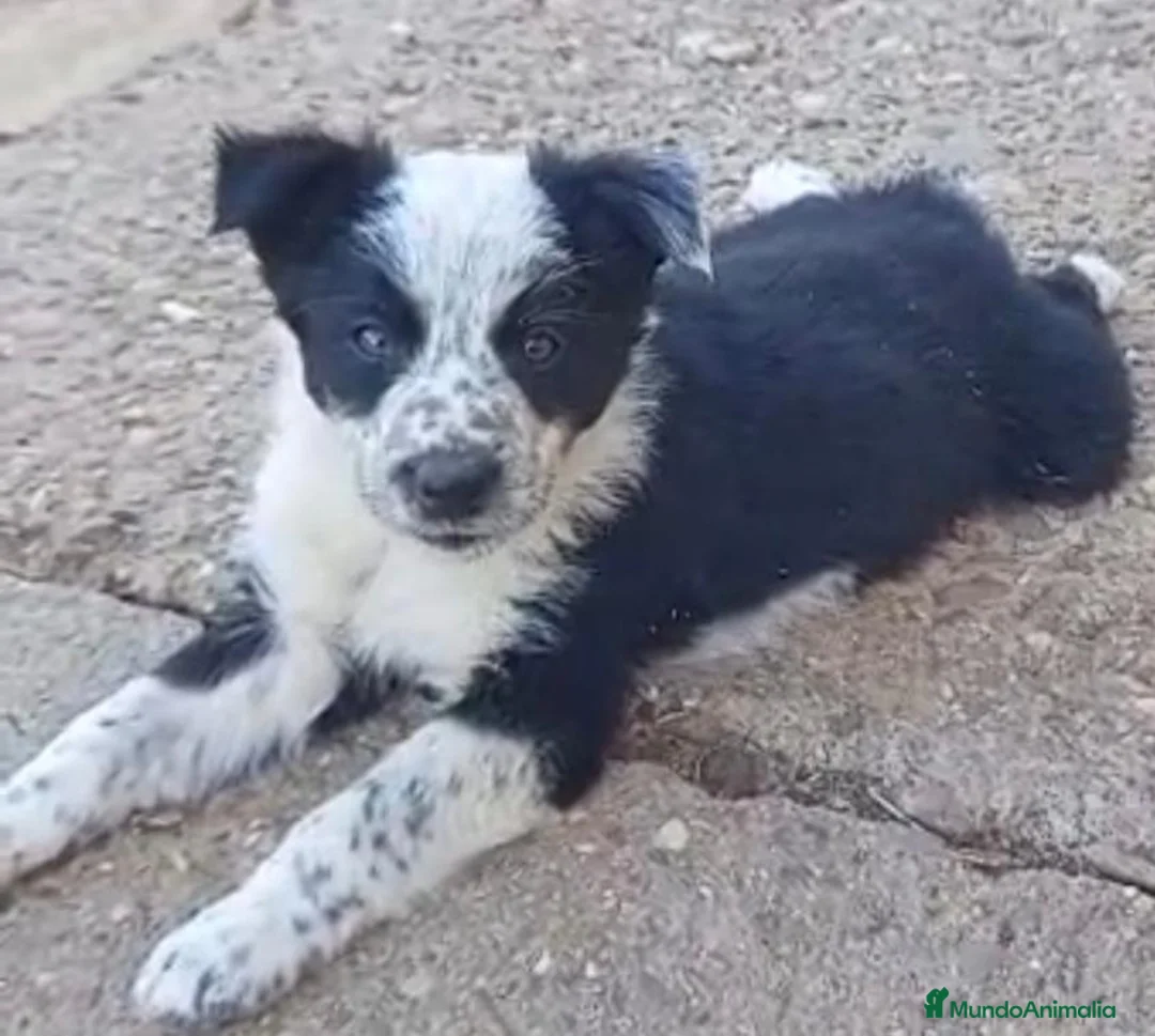 Border Collie perros en venta: Preciosos border collie - Anuncio 1