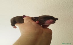 Chihuahua perros en venta: CHIHUAHUA HEMBRA TOY - Imagen 3