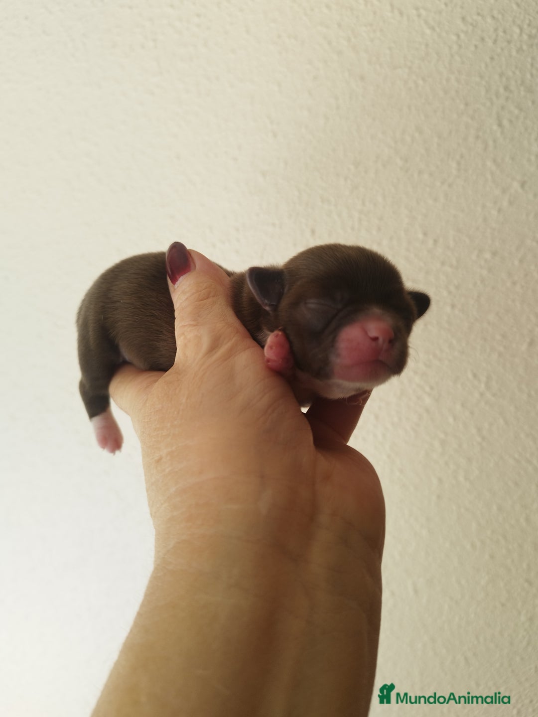 Chihuahua perros en venta: CHIHUAHUA HEMBRA TOY - Imagen 3