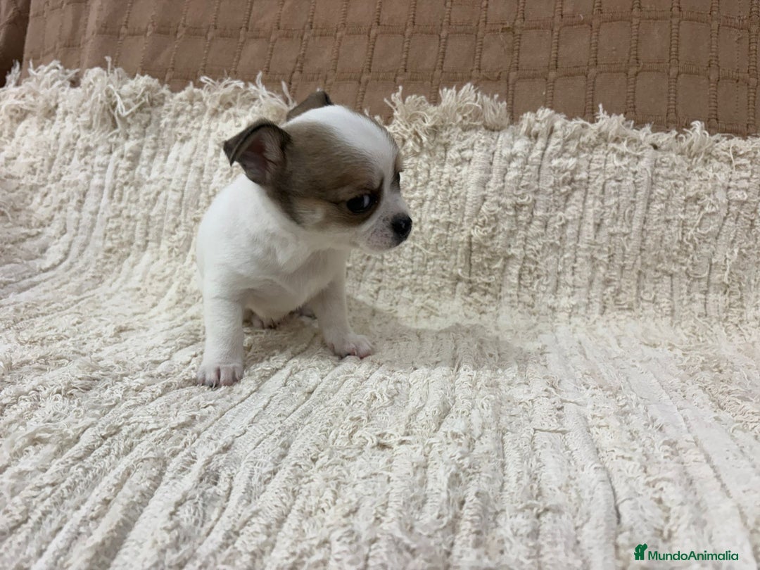 Chihuahua perros en venta: Chihuahua toy - Anuncio 13