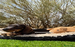 Teckel Miniatura perros en venta: TECKEL PELO DURO JABALI - Imagen 2