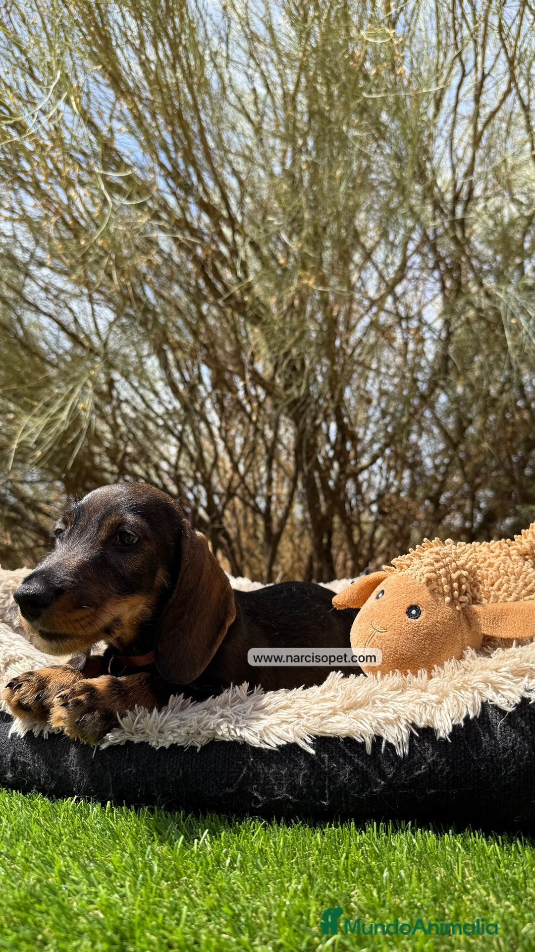 Teckel Miniatura perros en venta: TECKEL PELO DURO JABALI - Imagen 2