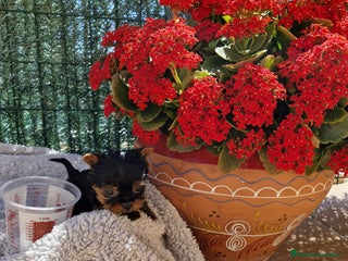 Yorkshire Terrier perros en Barcelona - Anuncio 3
