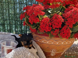 Yorkshire Terrier perros Yorkshire toy en Barcelona - Anuncio 6