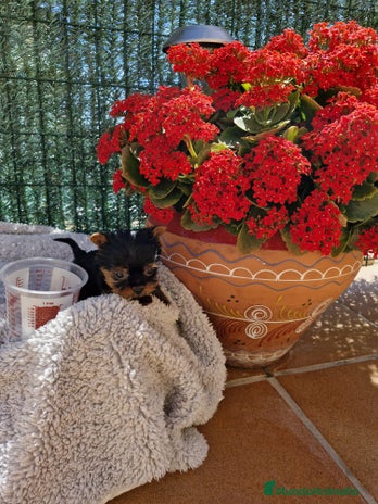Yorkshire Terrier perros en Barcelona - Anuncio 5