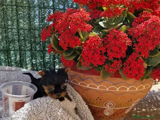 Yorkshire Terrier perros Yorkshire toy en Barcelona - Anuncio 17