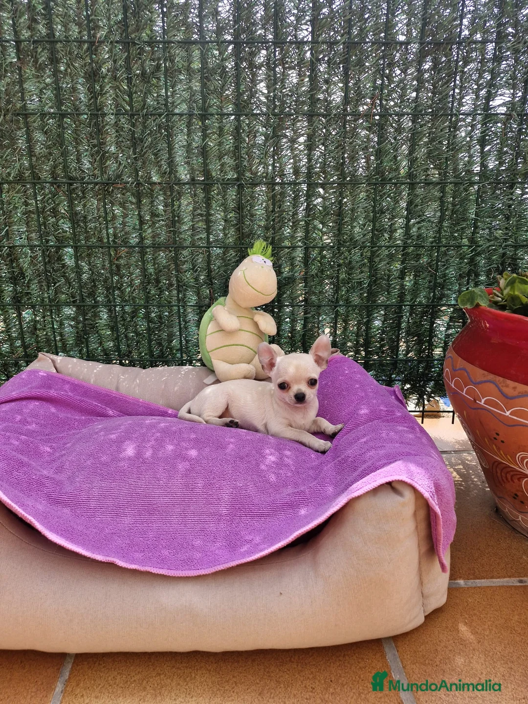 Chihuahua perros en venta: Chihuahuas miniaturas en Barcelona - Anuncio 1
