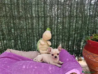 Chihuahua perros Chihuahuas miniaturas en Barcelona - Anuncio 21