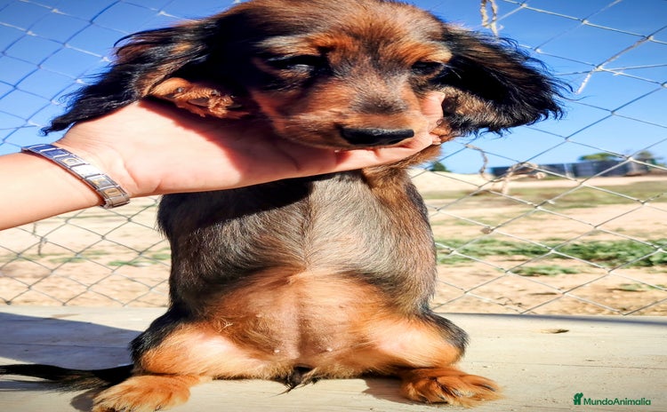 Teckel perros Cachorrita teckel de pelo largo. - Anuncio 1
