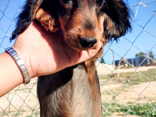 Teckel perros Cachorrita teckel de pelo largo. - Anuncio 1