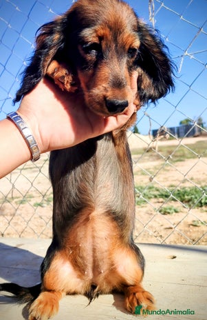 Teckel perros Cachorrita teckel de pelo largo. - Anuncio 1