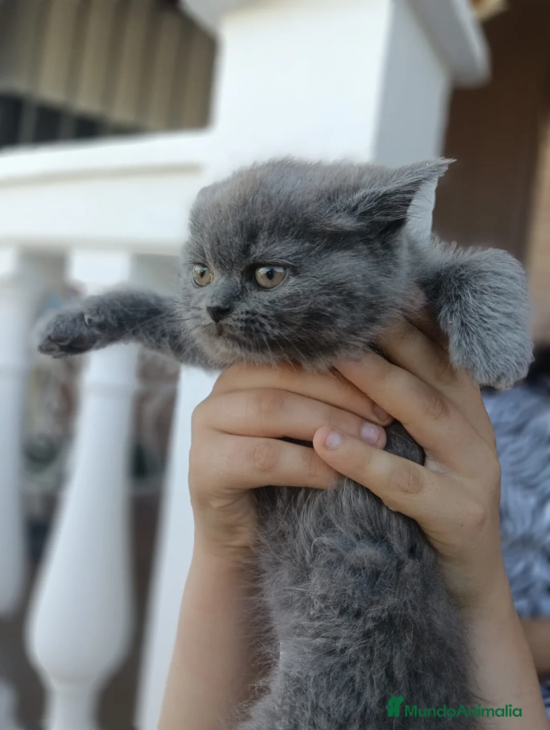 Británico de Pelo Largo gatos en venta: Gatos brithish  - Anuncio 1