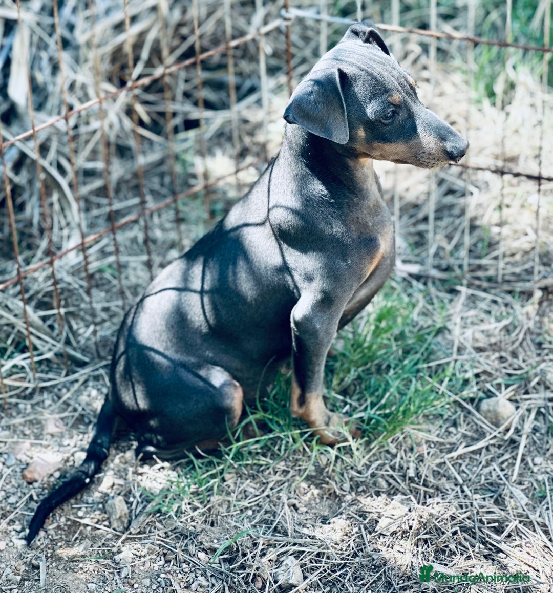 Pinscher Alemán perros en venta: PINSCHER ALEMÁN OPORTUNIDAD - Imagen 8