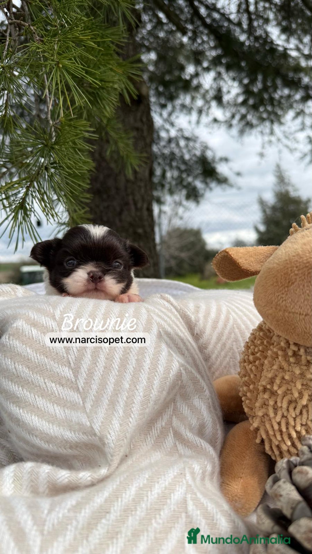 Chihuahua perros en venta: CHIHUAHUA PELO LARGO LINEA RUSA - Imagen 5
