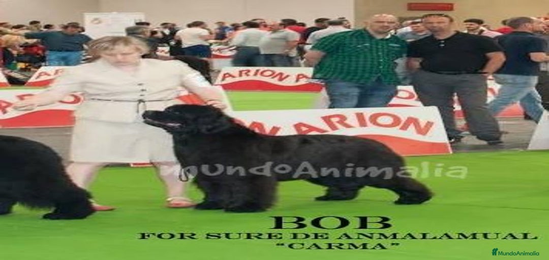 Imagen de galería {{count}}