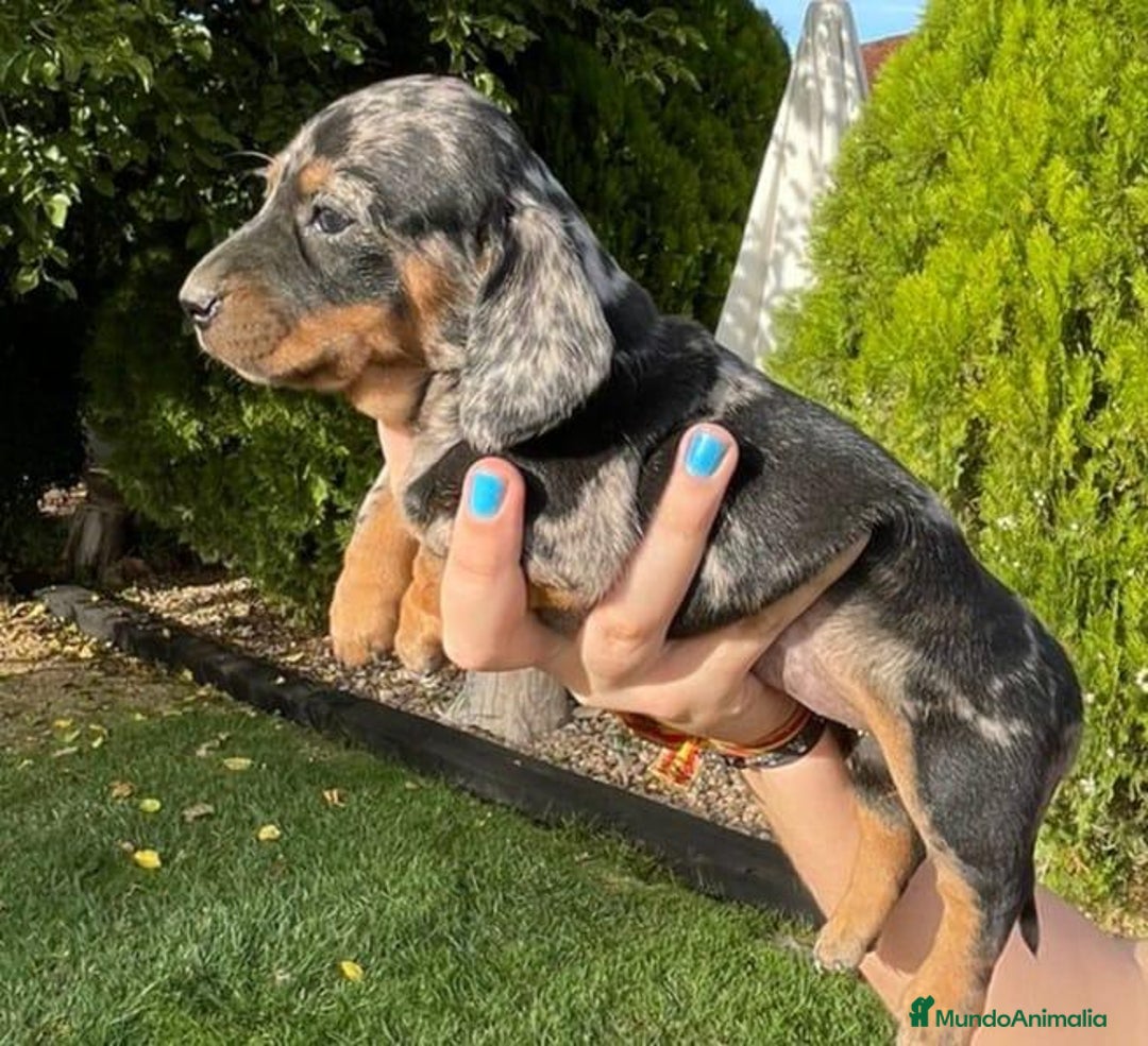 Teckel Miniatura perros en venta: Teckel Arlequin - Imagen 2