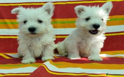 West Highland White Terrier perros en venta: Westy - Imagen 2
