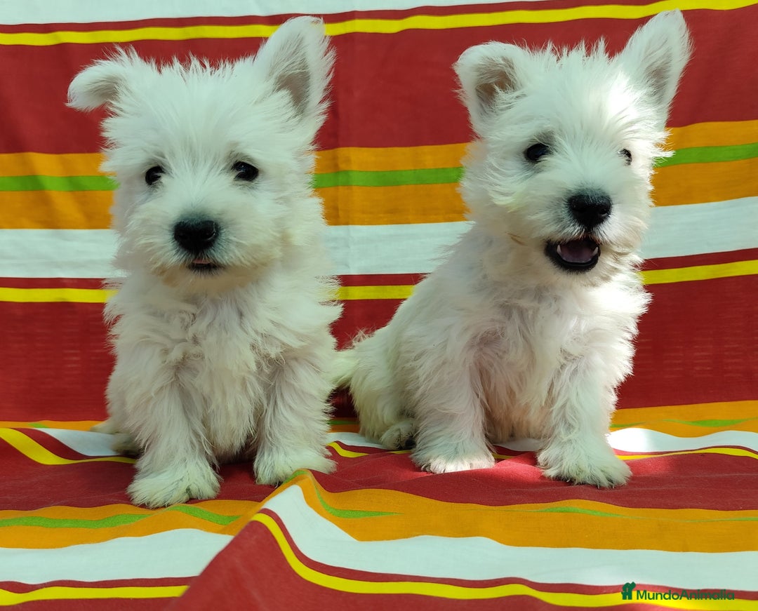 West Highland White Terrier perros en venta: Westy - Imagen 2