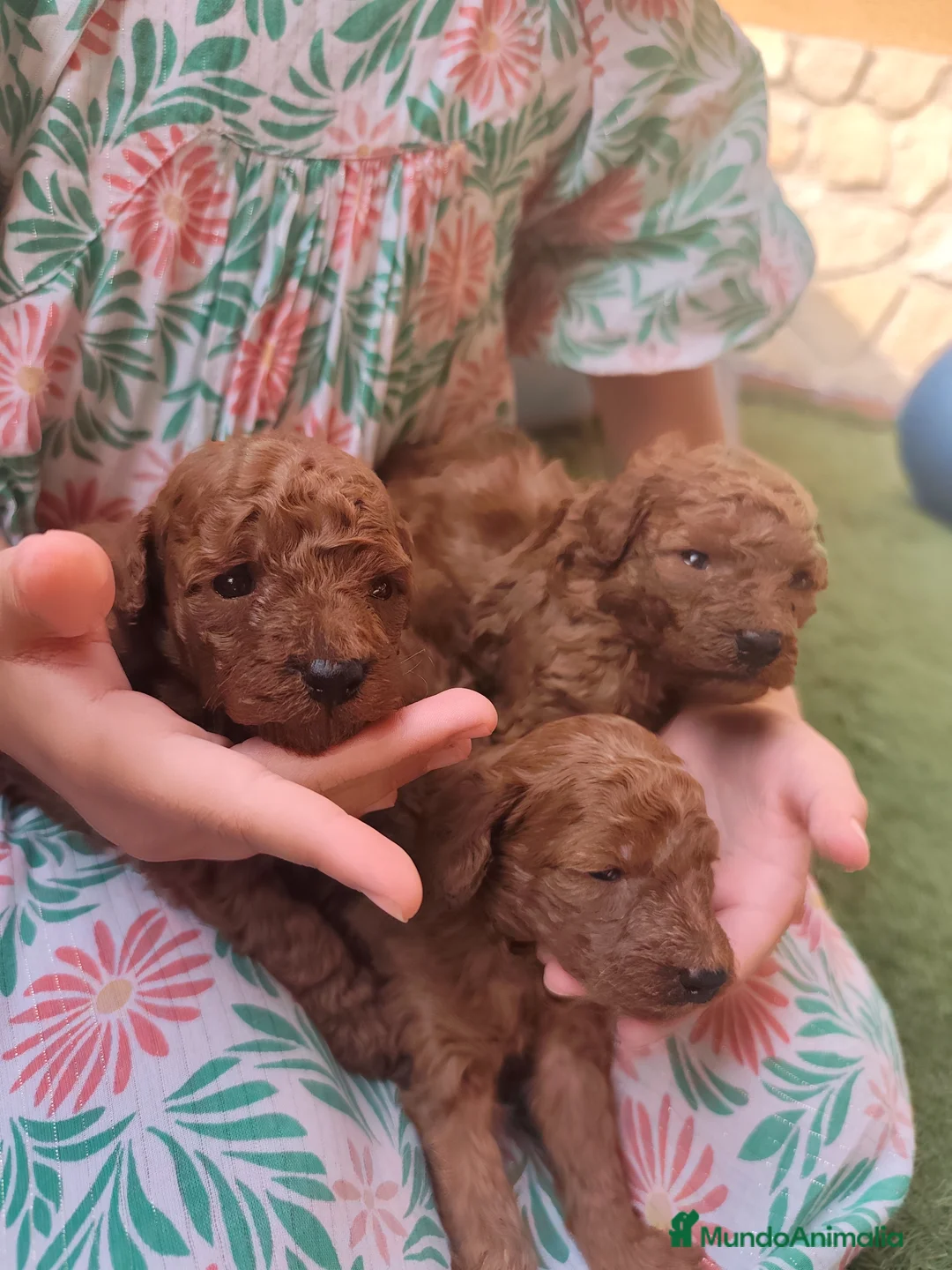 Caniche Toy perros en venta: Macho diaponible rojo en Madrid - Anuncio 10