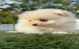 Pomerania perros en venta: POMERANIA HEMBRA - Imagen 2