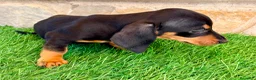 Teckel Miniatura perros en venta: Teckel miniatura negro fuego - Anuncio 10