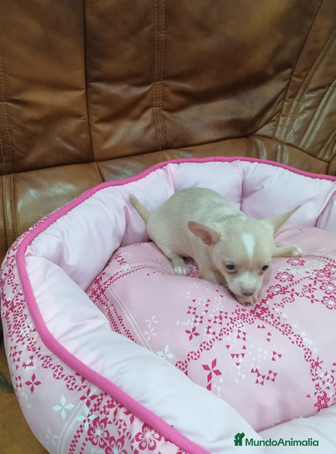 Chihuahua perros en venta: CHIHUAHUA TOY - Imagen 5