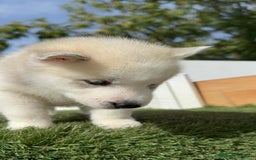 Husky Siberiano perros en venta: HUSKY SIBERIANO - Anuncio 16