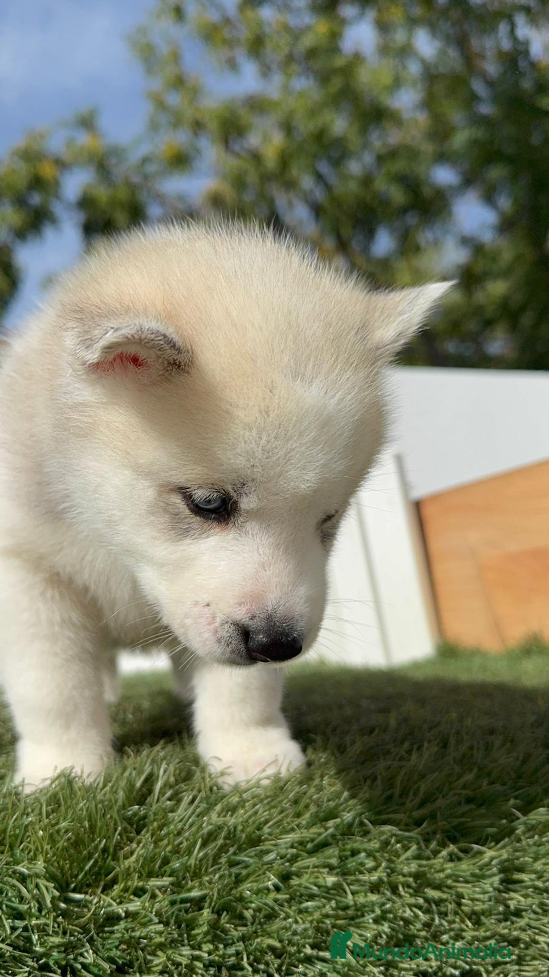 Husky Siberiano perros en venta: HUSKY SIBERIANO - Anuncio 16