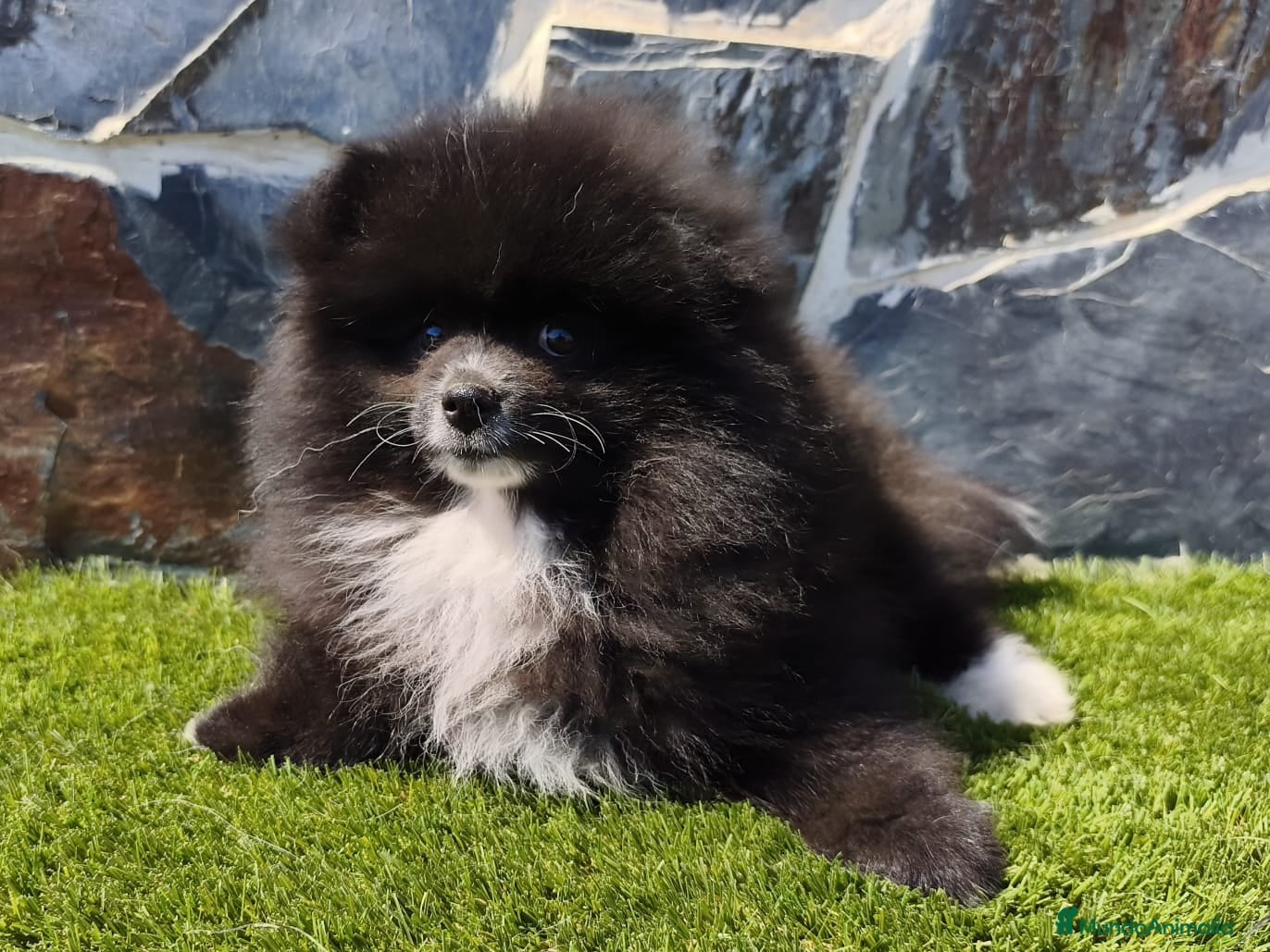 Spitz pequeño - Kleinspitz perros SPITZ ALEMAN. POMERANIA - Anuncio 22