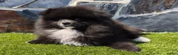 Spitz pequeño - Kleinspitz perros en venta: SPITZ ALEMAN. POMERANIA - Anuncio 1