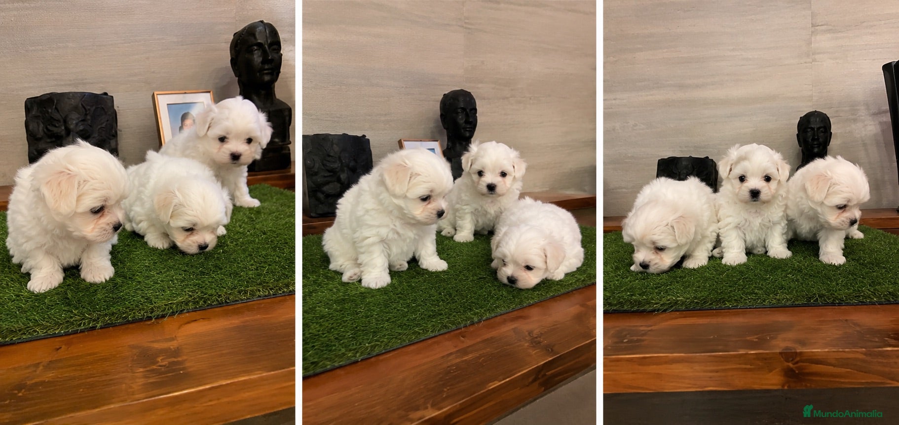 Bichón Maltés perros BICHON MALTES - MURCIA  - Anuncio 4