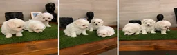 Bichón Maltés perros en venta: BICHON MALTES - MURCIA  - Anuncio 1