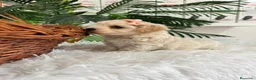 Maltipoo perros en venta: MALTIPOO HEMBRA  - Anuncio 9
