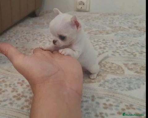 Chihuahua perros CHIHUAHUAS MINI TOYS  en Madrid - Anuncio 2