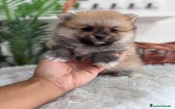 Pomerania perros en venta: POMERANIA MACHO - Imagen 4