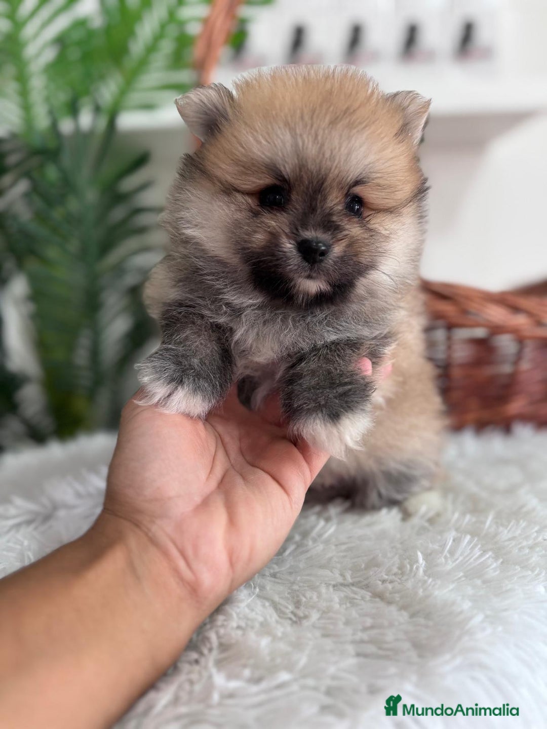 Pomerania perros en venta: POMERANIA MACHO - Imagen 4