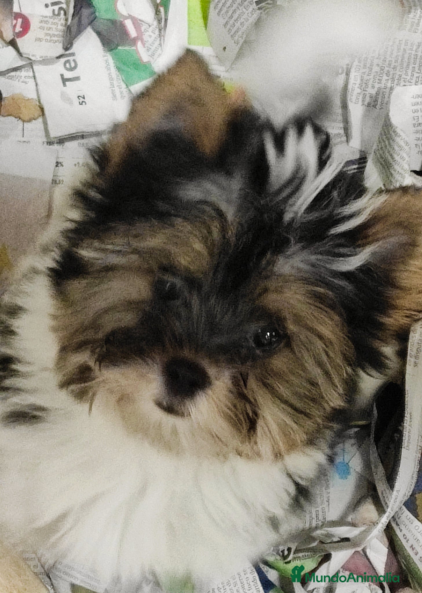 Biewer Yorkshire Terrier a la Pom Pon perros Hembra de yorkshhire  - Anuncio 1