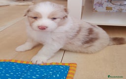 Pastor Australiano perros en venta: Espectacular camada de pastor Australiano. - Imagen 1