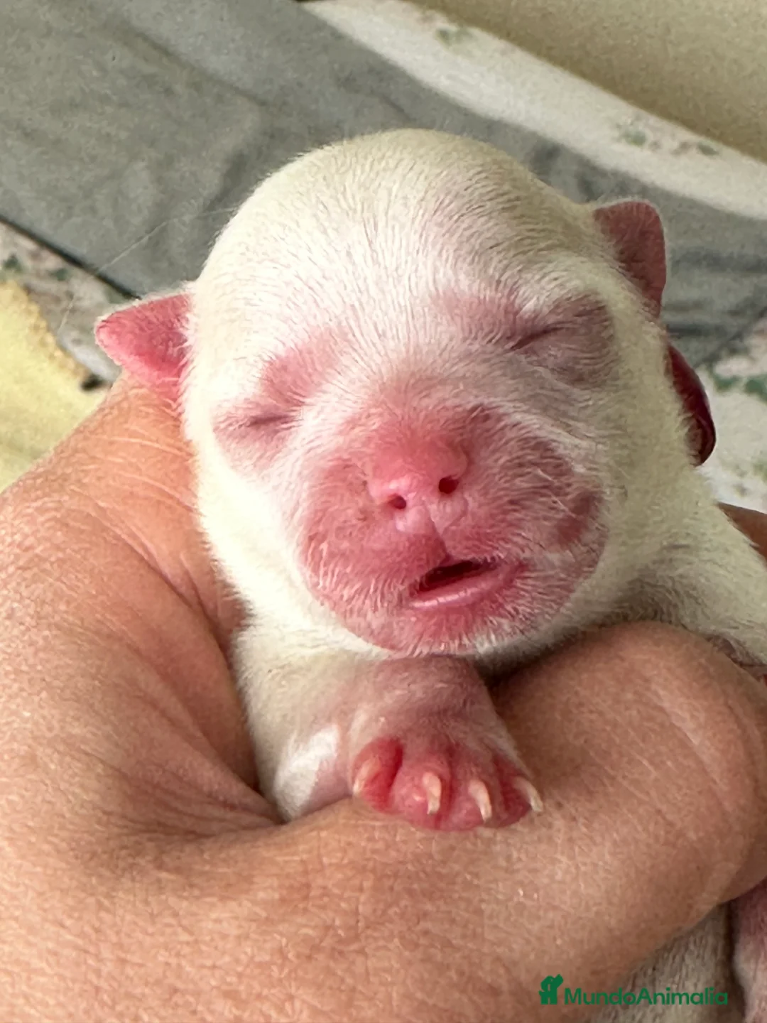 Imagen de galería {{count}}