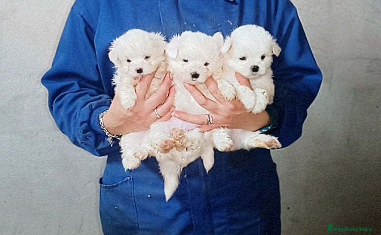 Bichón Maltés perros - Anuncio 1