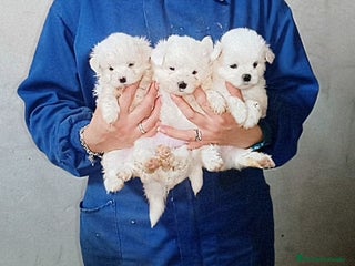 Bichón Maltés perros - Anuncio 11