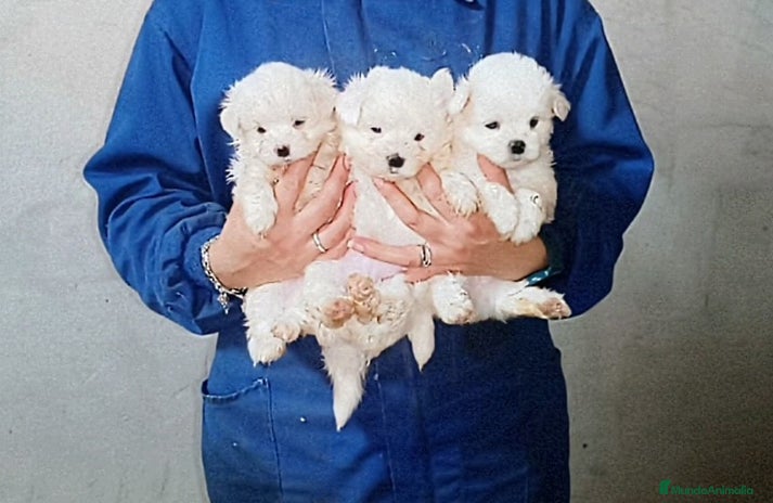 Bichón Maltés perros - Anuncio 13