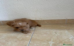 Yorkshire Terrier perros en venta: YORSHIRE - Imagen 10