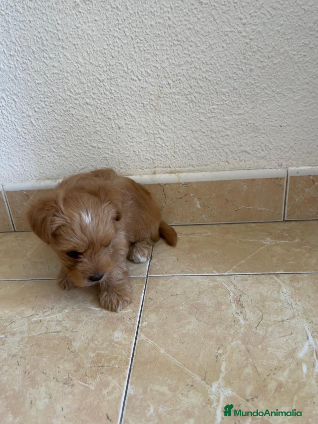 Yorkshire Terrier perros en venta: YORSHIRE - Imagen 10