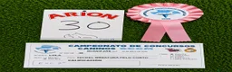 Teckel Miniatura perros en venta: Teckel Miniatura  - Anuncio 4