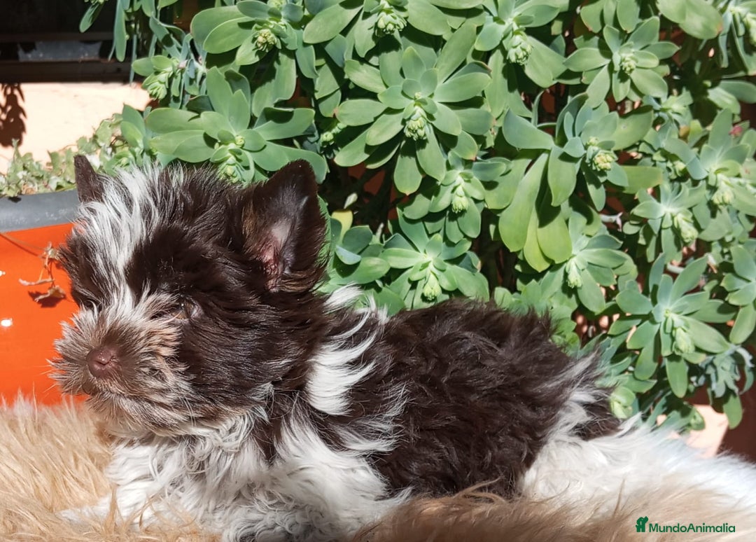 Yorkshire Terrier perros en venta: Cachorro Yorkshire chocolate Mini - Anuncio 1