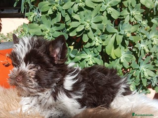 Yorkshire Terrier perros Cachorros Yorkshire chocolate Mini - Anuncio 20