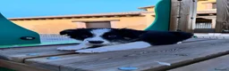 Border Collie perros en venta: Border collie  - Anuncio 1
