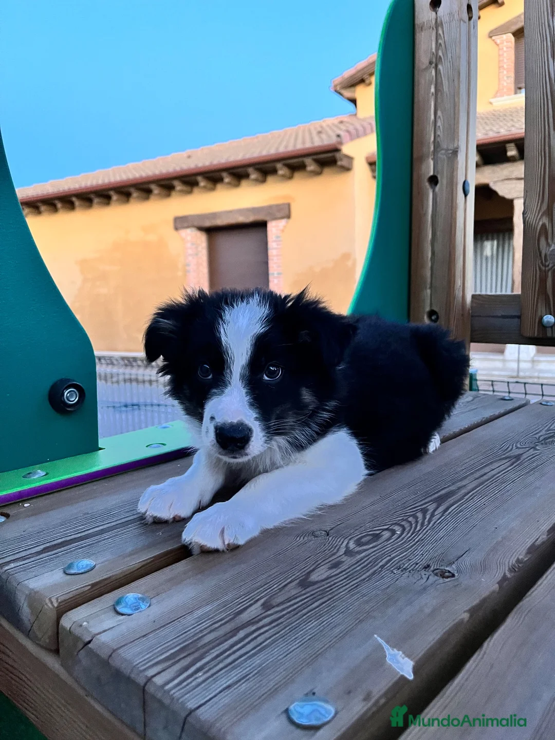 Border Collie perros en venta: Border collie  - Anuncio 1